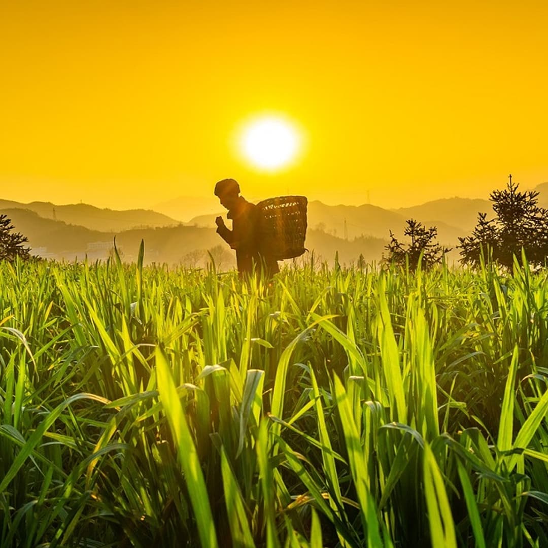 Agriculture Insurance