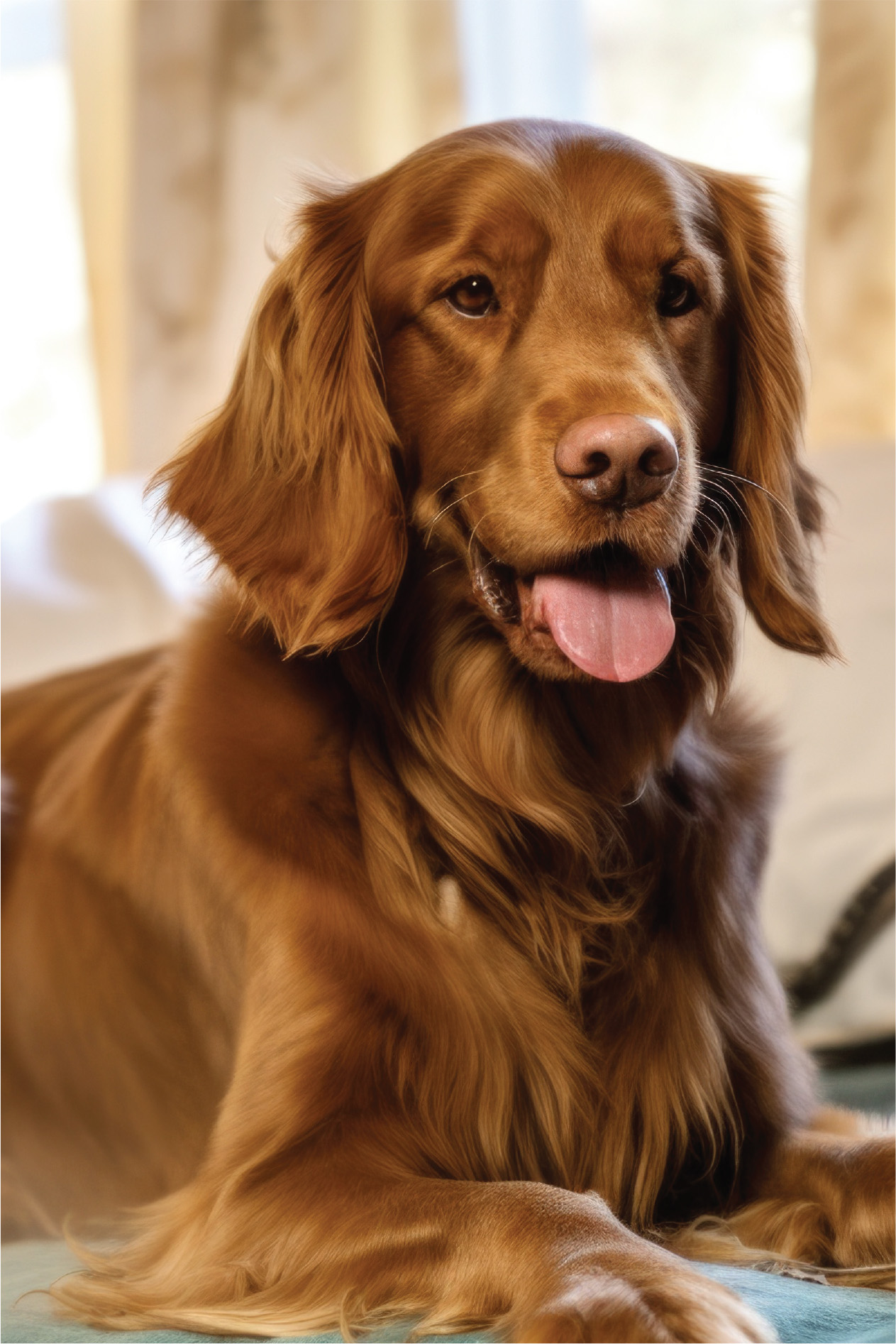 Pet Insurance